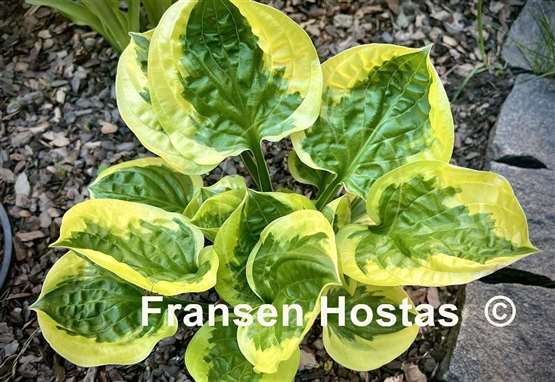 Hosta Fruit Loop